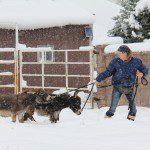 Meredith leads Spuds and Augie through the snow