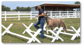 Meredith walking with a mini-mule