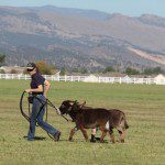 Meredith with mini donkeys Spuds and Augie crossing river