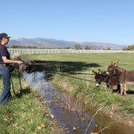 Meredith with mini donkeys Spuds and Augie crossing river