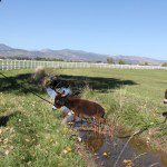 Meredith with mini donkeys Spuds and Augie crossing river