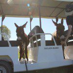 Meredith with mini donkeys Spuds and Augie on golf cart