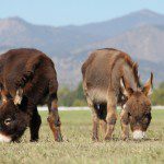 Mini donkeys Spuds and Augie in field