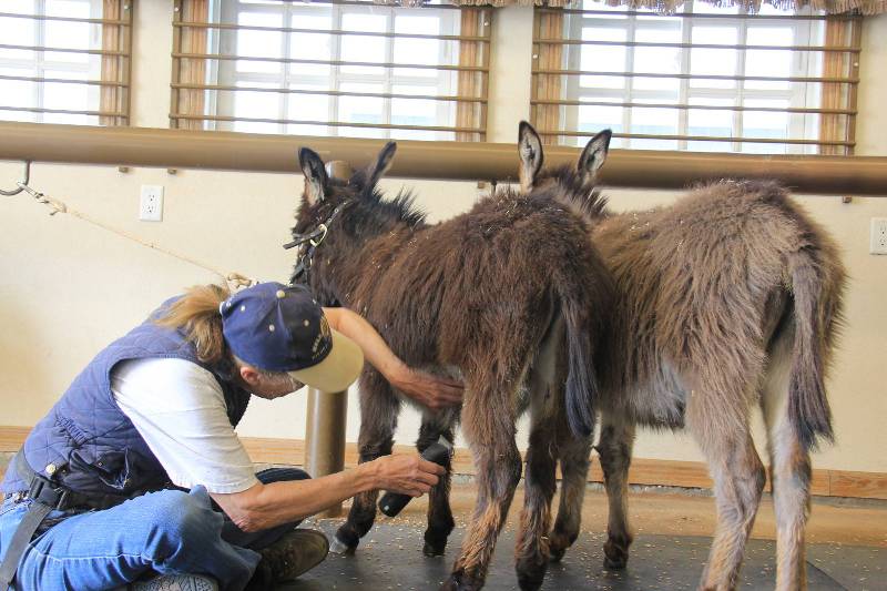 “What’s she doing?!” “I dunno, this seems a little different from our normal haircuts!”