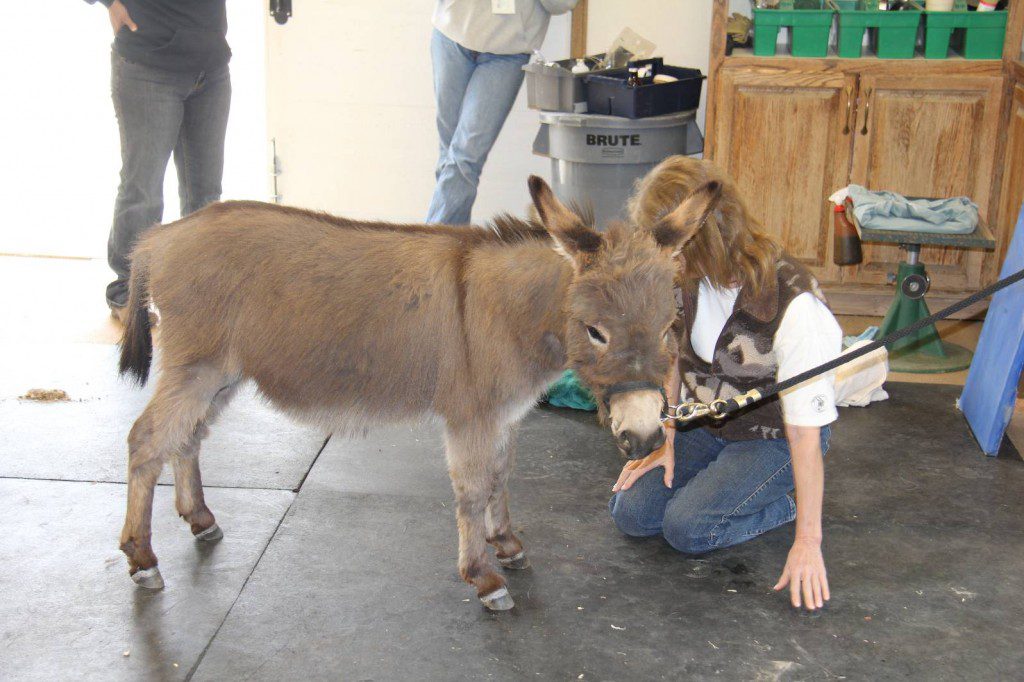 “I’m gonna be a gelding? What does THAT mean? And will it make me any taller?”